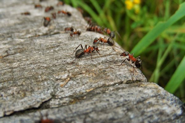 Carpenter Ants Service Main